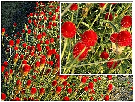 千日紅