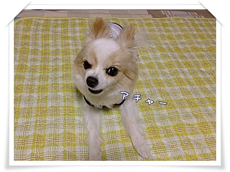 アチャー