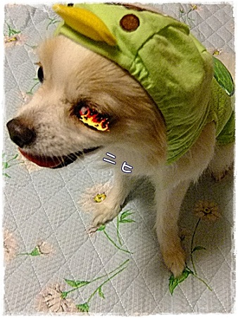 ニヒ
