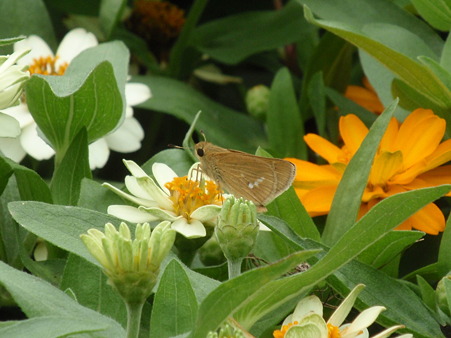 P7043929