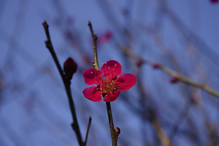 紅梅 (3)
