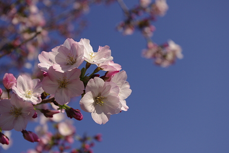 赤山城址の桜 (2)