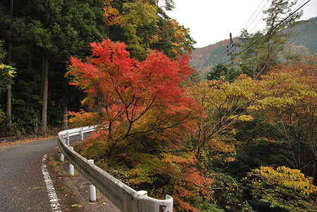 2010年・紅葉のR371-D