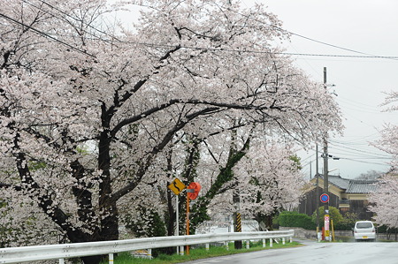 桜道-1