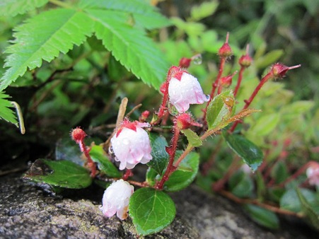 c-110710-084419 花