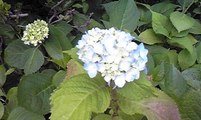 遊歩道の紫陽花が色づいていました