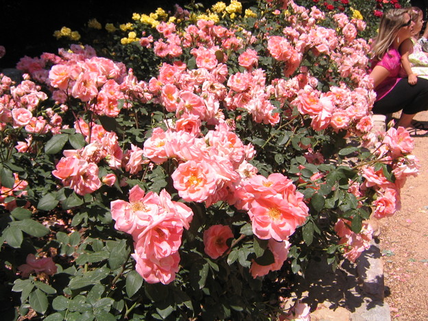 Sarah Duke Garden - Pink Rose