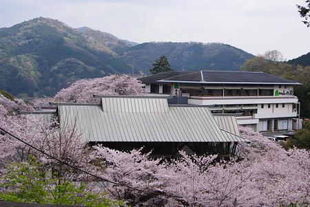 110410奥山花見10