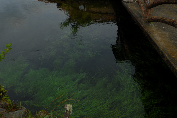 湧き出す水の流れで激しく揺れる水草