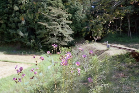 秋の小湊鉄道2010 09