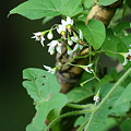 ヒヨドリジョウゴの花２