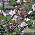 120418　日記　庭の桃の花