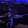 Penguin　outside　Blue.　”Happi　on　stage.”