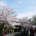 2019 桜