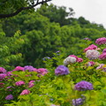 2020年　紫陽花＠多摩川台公園
