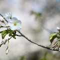 20230322【桜:小石川植物園】