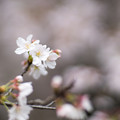 20230327【桜:神代植物公園】