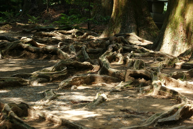 大杉権現　木の根