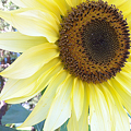 Photos: Sunflower at My Work