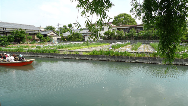柳川～椛島菖蒲園(3)